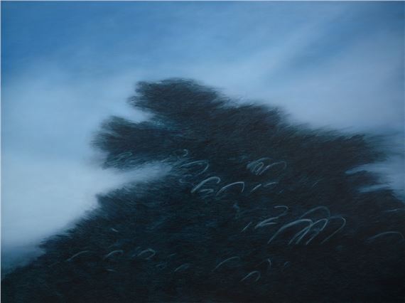 Blue Cypress by Kathryn Ryan, 2012