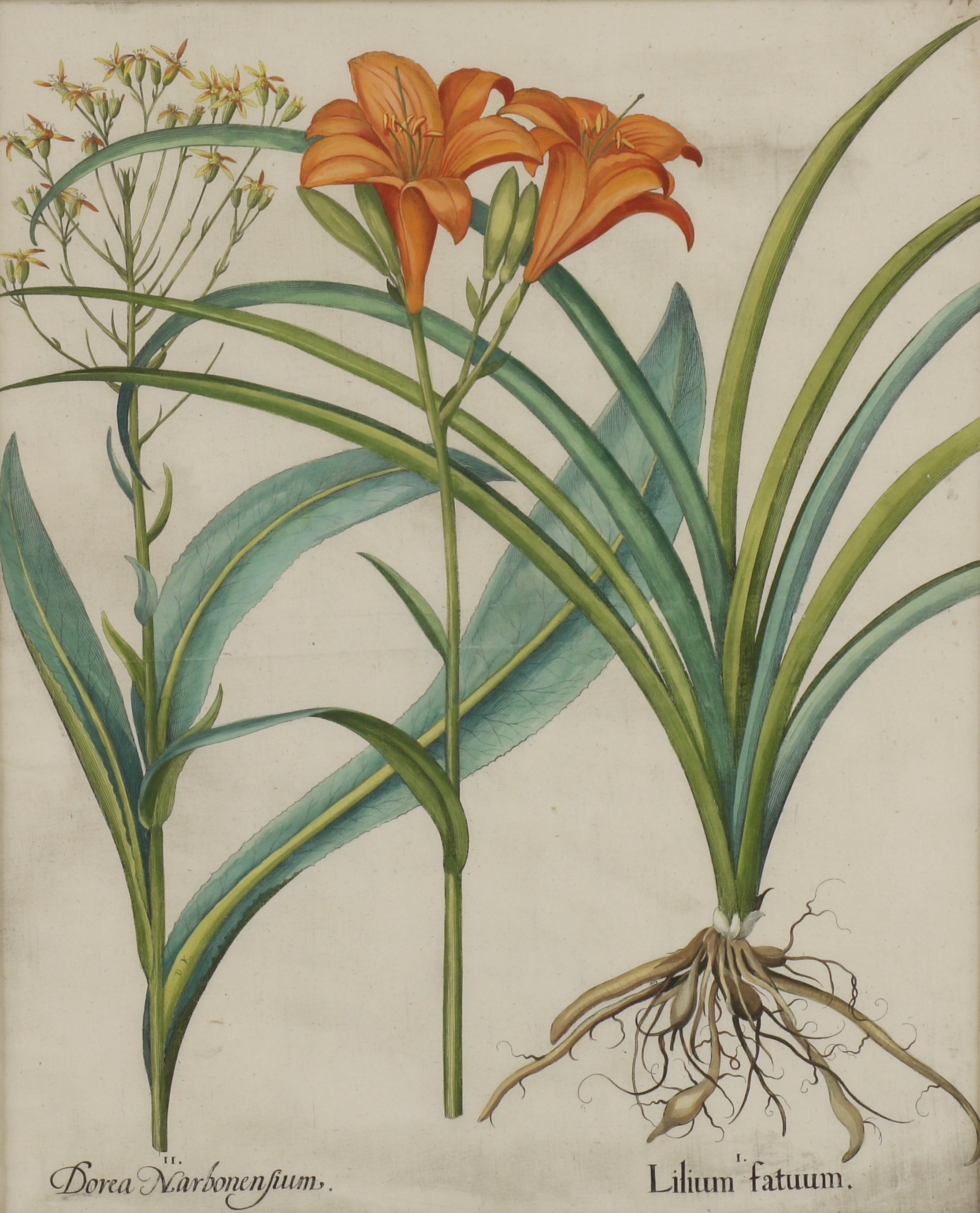 Artwork by Basilius Besler, Strich Nodendron; Piper Indicum filiquis flavis; Lilium fatuum; Caryophyllus maior indic, florae multiplice aureo, Made of hand coloured engravings