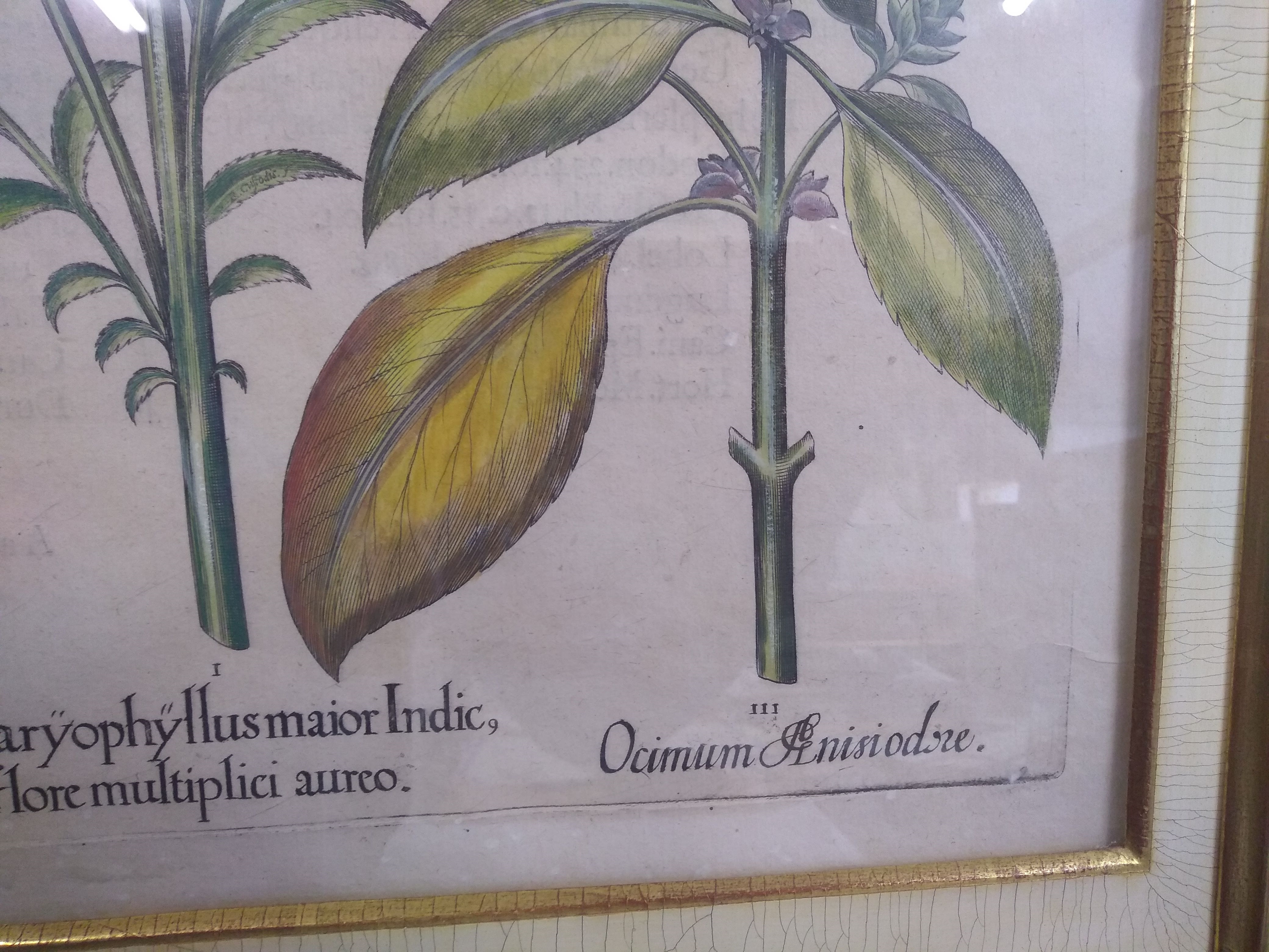 Artwork by Basilius Besler, Strich Nodendron; Piper Indicum filiquis flavis; Lilium fatuum; Caryophyllus maior indic, florae multiplice aureo, Made of hand coloured engravings