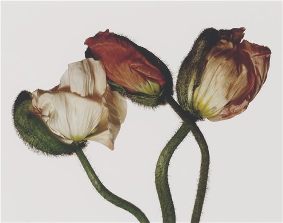 Iceland Poppy / Papaver Nudicaule, New York by Irving Penn, 2006