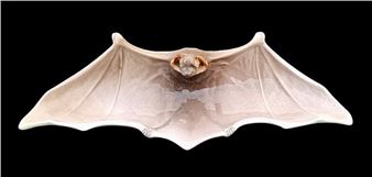 Porcelain pen tray in the shape of bat - Jacob Aall Heuch