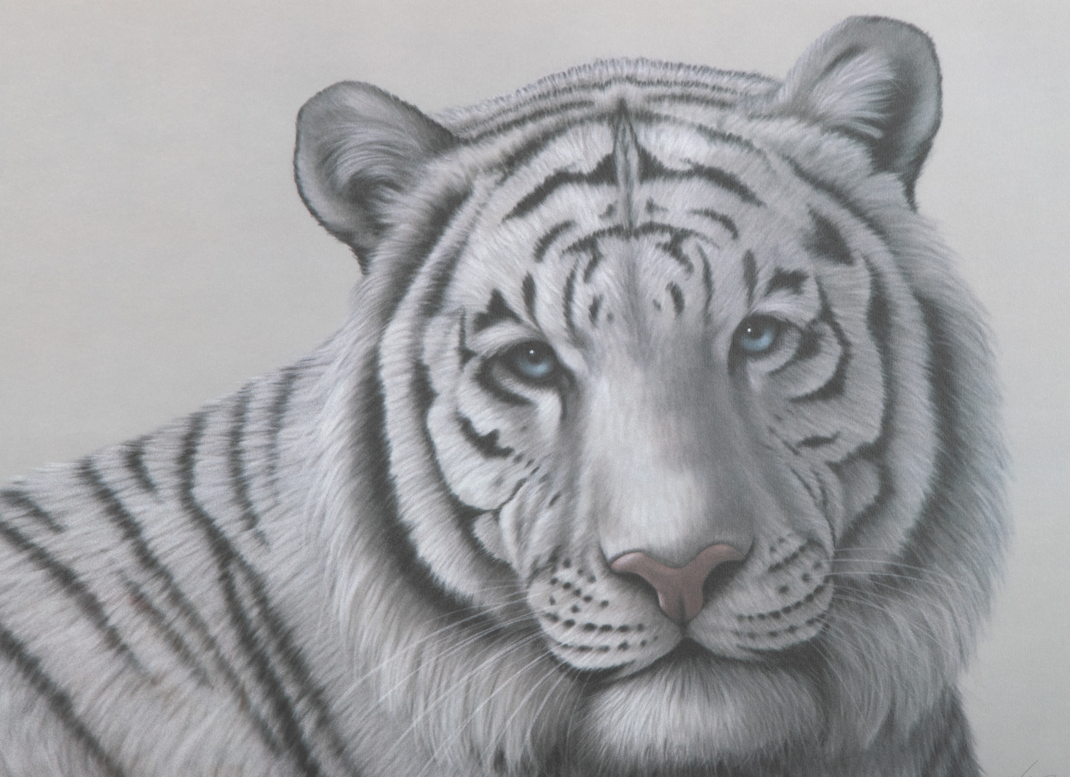 Harold Rigsby | White Bengal Tiger II | MutualArt