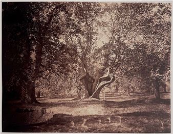 Le Chêne creux, Fontainebleau - Gustave le Gray