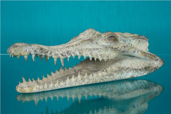 Quentin Garel T te De Crocodile 2008 MutualArt