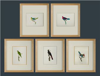 'Banksian Cockatoo,' 'Splendid Parrot,' 'Green Parrakeet,' 'Nonpareil Parrot,' 'Turcosine Parrakeet [Turquoise Parrot]' - Eliza Harriet Slaney