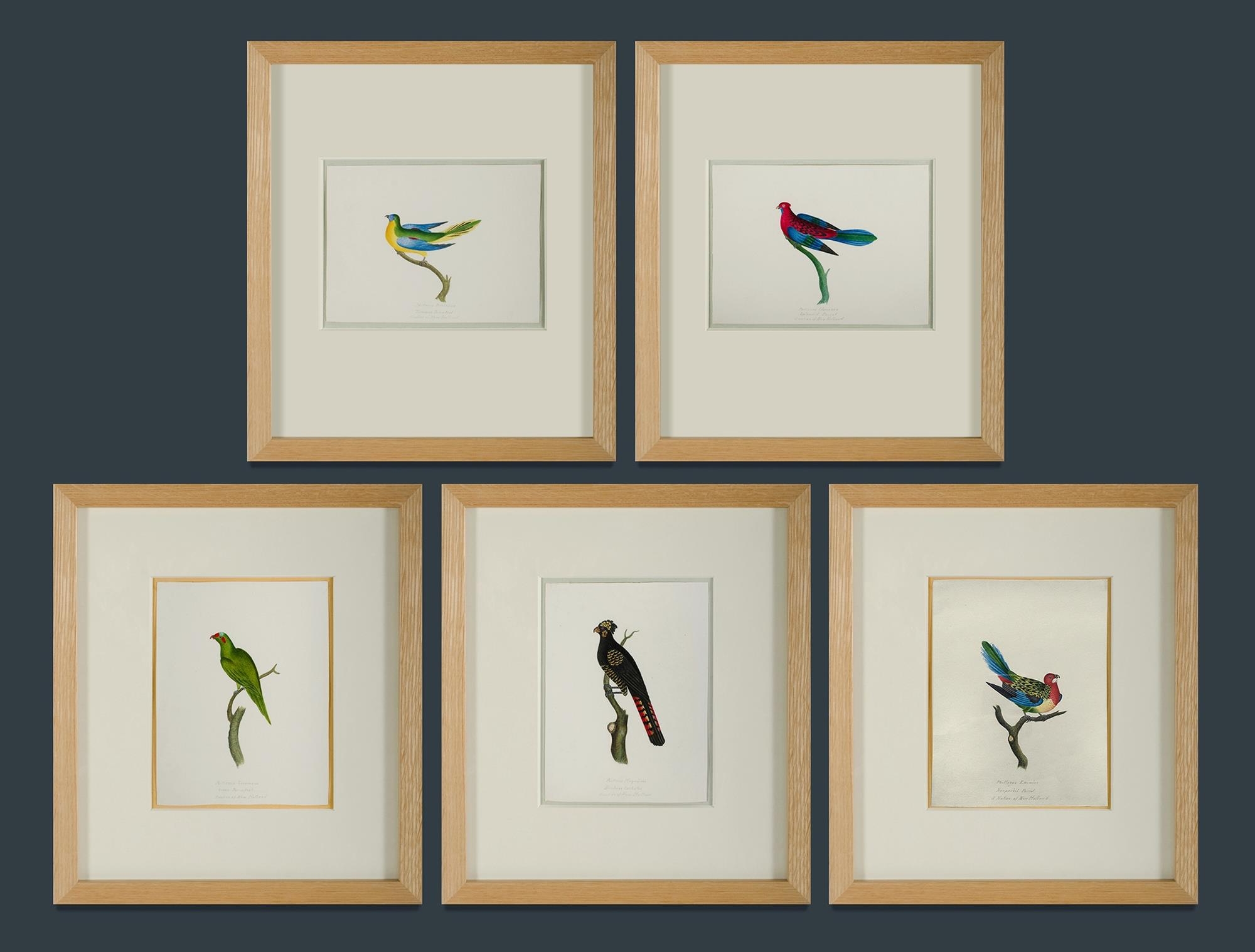 Artwork by Eliza Harriet Slaney, 'Banksian Cockatoo,' 'Splendid Parrot,' 'Green Parrakeet,' 'Nonpareil Parrot,' 'Turcosine Parrakeet [Turquoise Parrot]', Made of watercolor