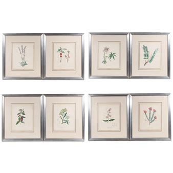 Plantae utiliores - M.A. Burnett