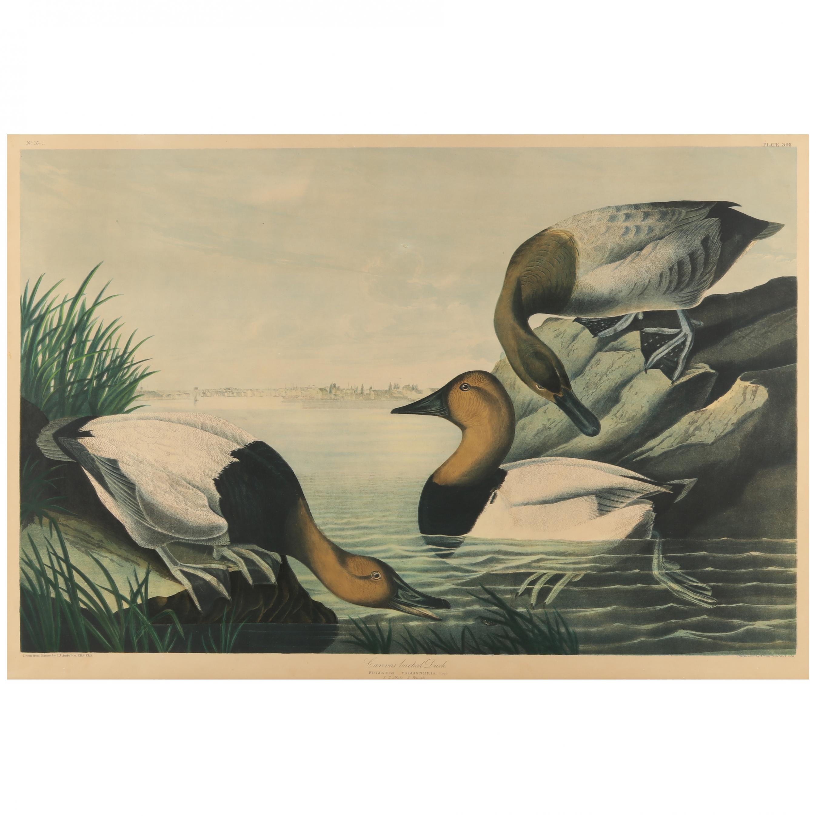 Canvas-Backed Duck (Fuligula Vallisneria) by John James Audubon, 1860