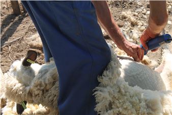 Evi Olde Rikkert: Meditation on Global Wool Trade and Its Supply Chain - Villa Romana