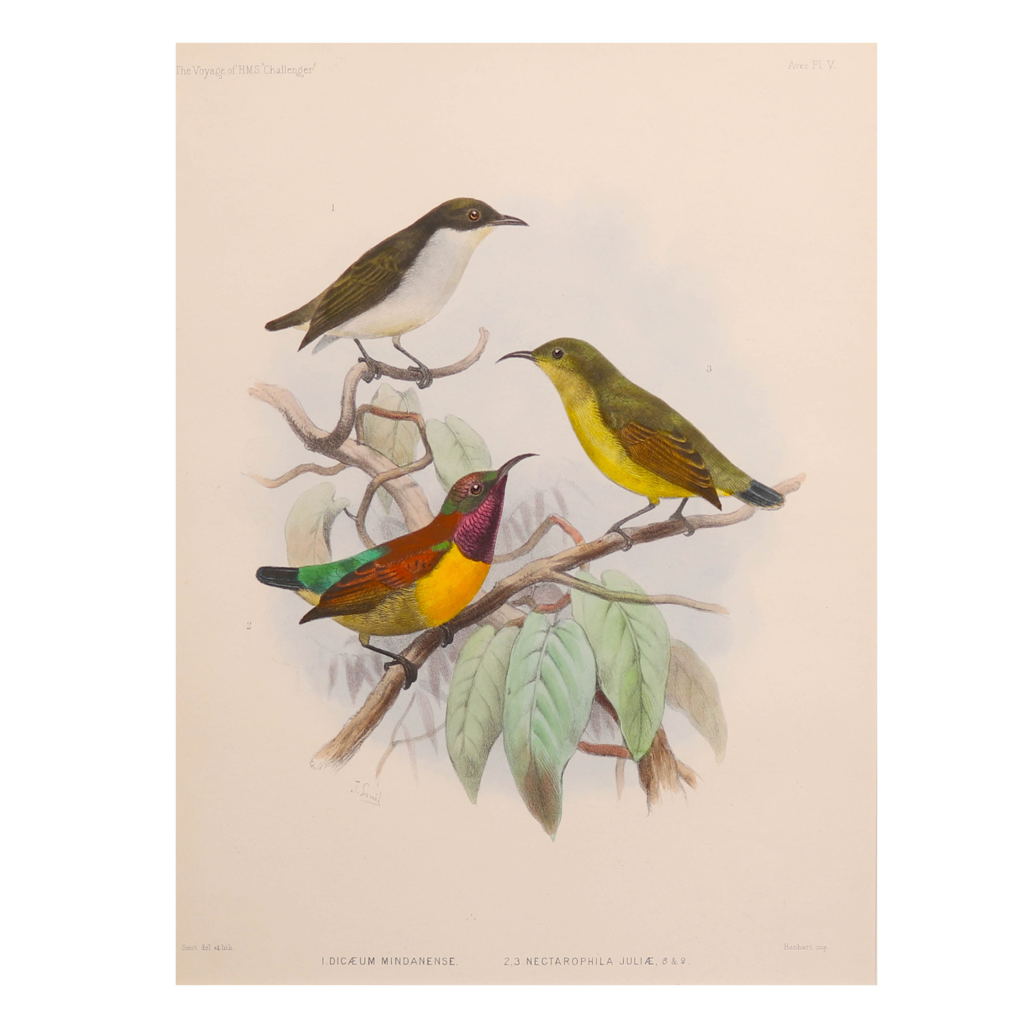 Dicaeum Mindanense, Nectarophila Juliae or the Buzzing Flowerpecker and Purple-throated Sunbird, both Philippine birds - Wyville Thomson