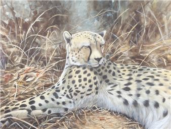 Cheetah at Rest - Mike Donnelly