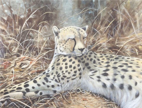 Cheetah at Rest by Mike Donnelly, '02