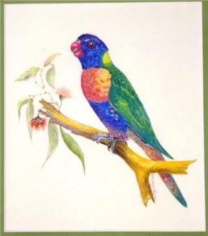 Rainbow lorikeet - Bettye Randall