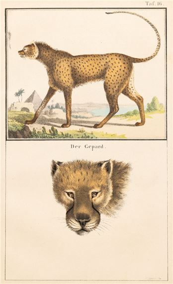 GEPARD by Gustav Mann