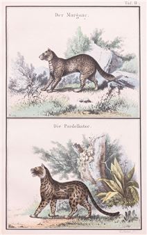 MARGAJ I OCELOT - Gustav Mann