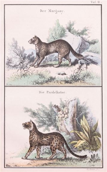 MARGAJ I OCELOT - Gustav Mann