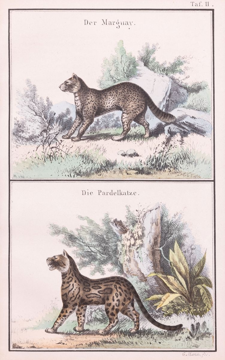 Artwork by Gustav Mann, MARGAJ I OCELOT, Made of Litografia barwna, papel