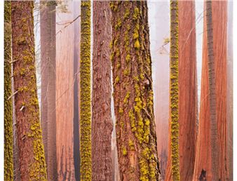 Trees, October - David Muench