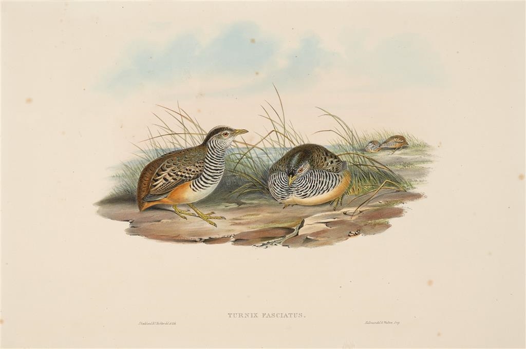 TURNIX FASCIATUS (Barred Buttonquail) by Henry Constantine Richter, John Gould