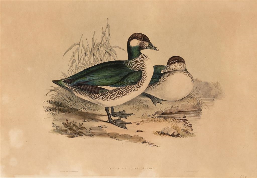 NETTAPUS PULCHELLUS (Green Pygmy Goose) by John Gould