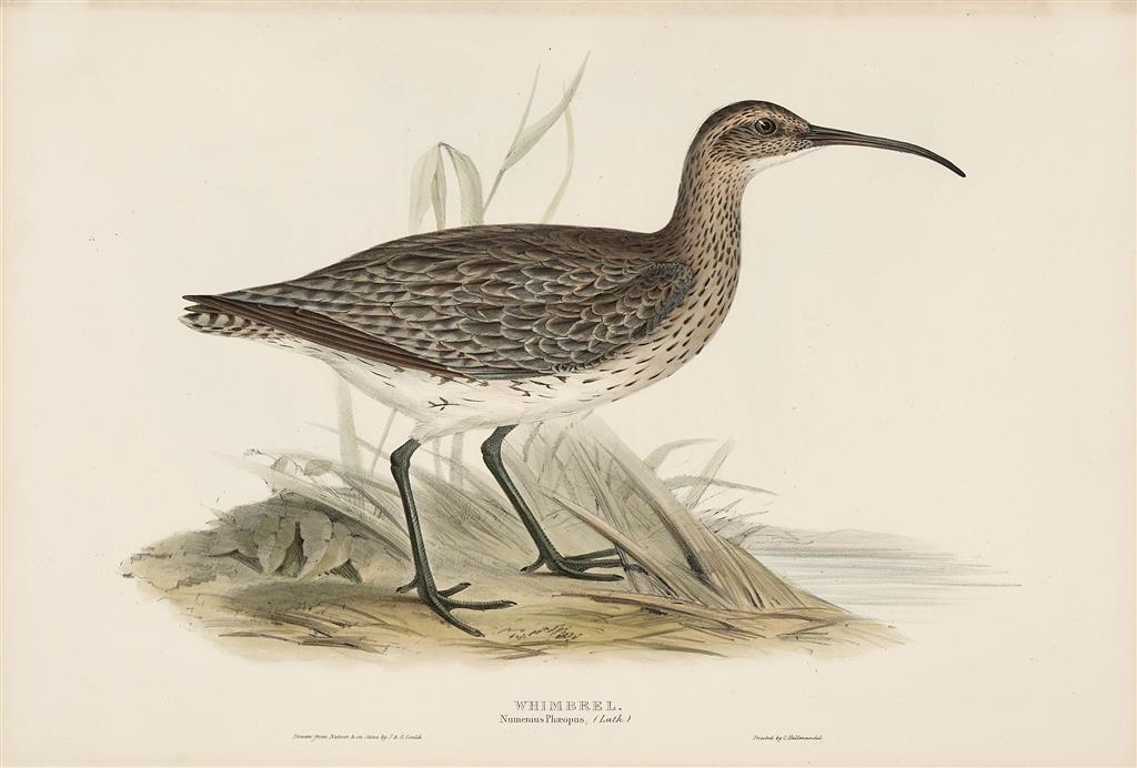 Artwork by Henry Constantine Richter, John Gould, Numenius Phaeopus (Eurasian Whimbrel), Made of lithograph