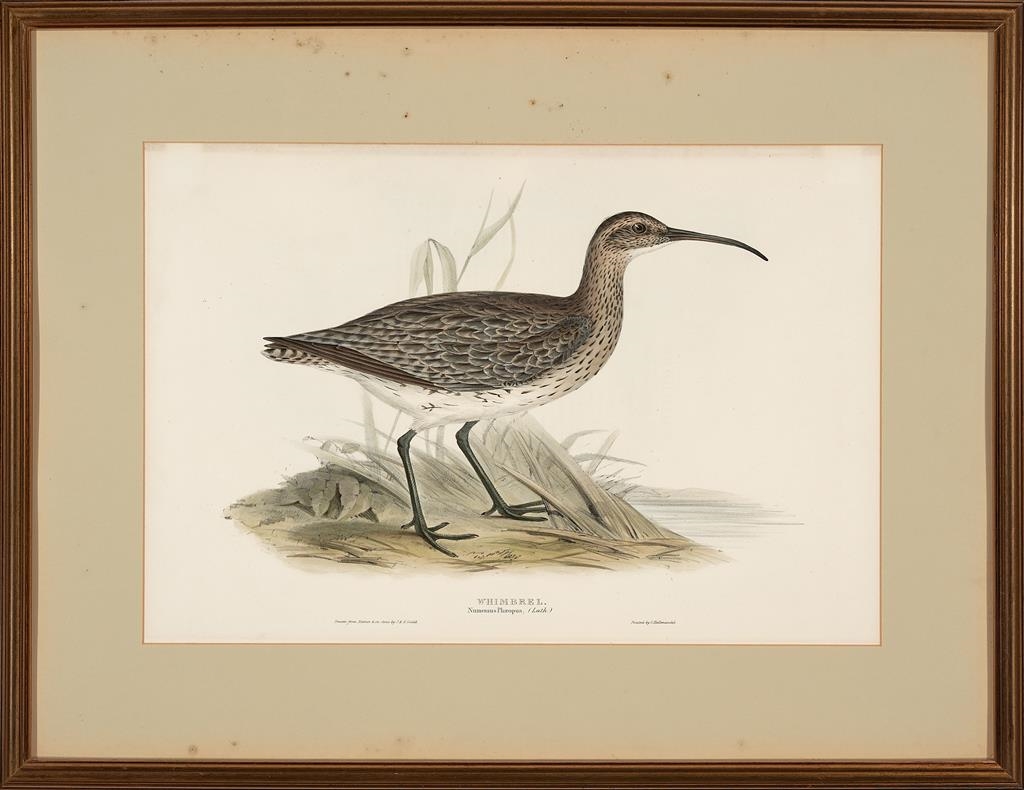 Artwork by Henry Constantine Richter, John Gould, Numenius Phaeopus (Eurasian Whimbrel), Made of lithograph