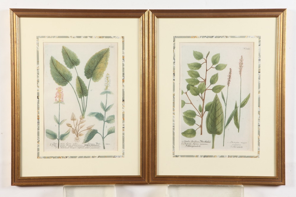 Four Dutch Botanical Studies by Johann Wilhelm Weinmann, 1736