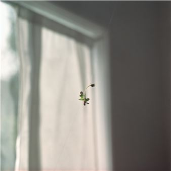 Zimni Ogrodnicy - Raster Gallery