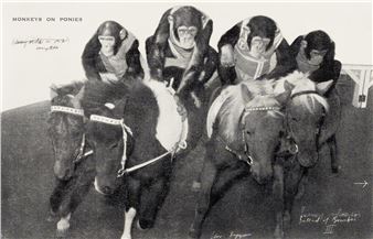 Stützmappe and Bonobos: Synergies - BORCH Editions