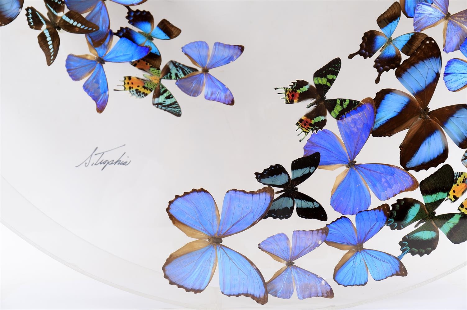 Sam Trophia | 'Butterfly Art' | MutualArt