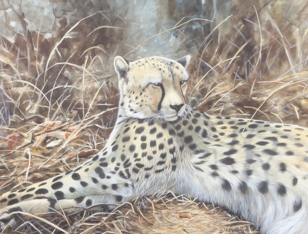 Artwork by Mike Donnelly, Cheetah at Rest, Made of gouache