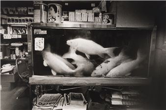 Constellations: Photographs in Dialogue - SFMOMA, San Francisco Museum of Modern Art