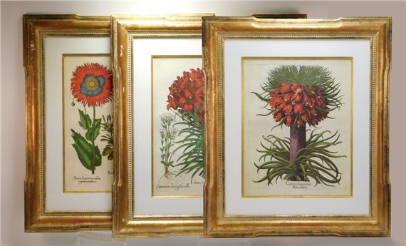 3PC Basilius Besler Botanical Etchings by Basilius Besler, 1561