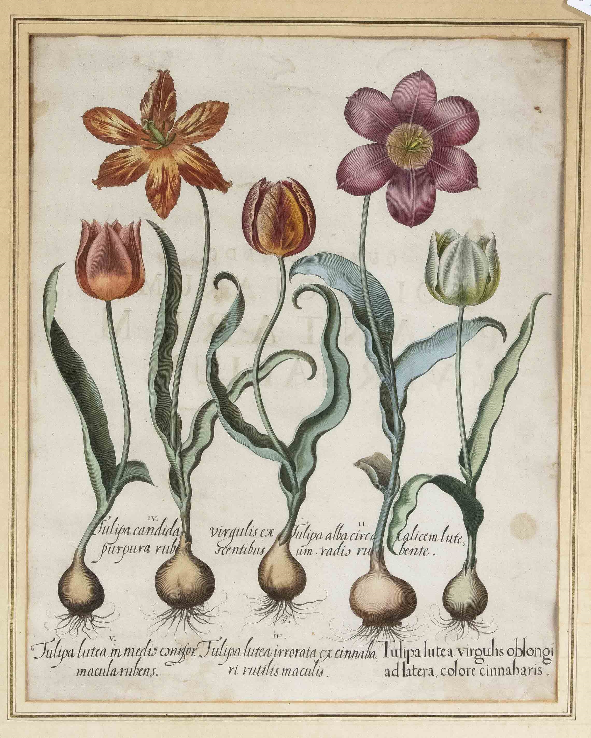 'Tulipa candida...; Sambucus, Trillium and Cytisus; Chamaeleon niger vulgaris..; Gladiolus narbinensis. by Basilius Besler