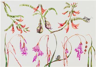 Sutherlandia frutescens and Dierama pendulum - Jill Reid