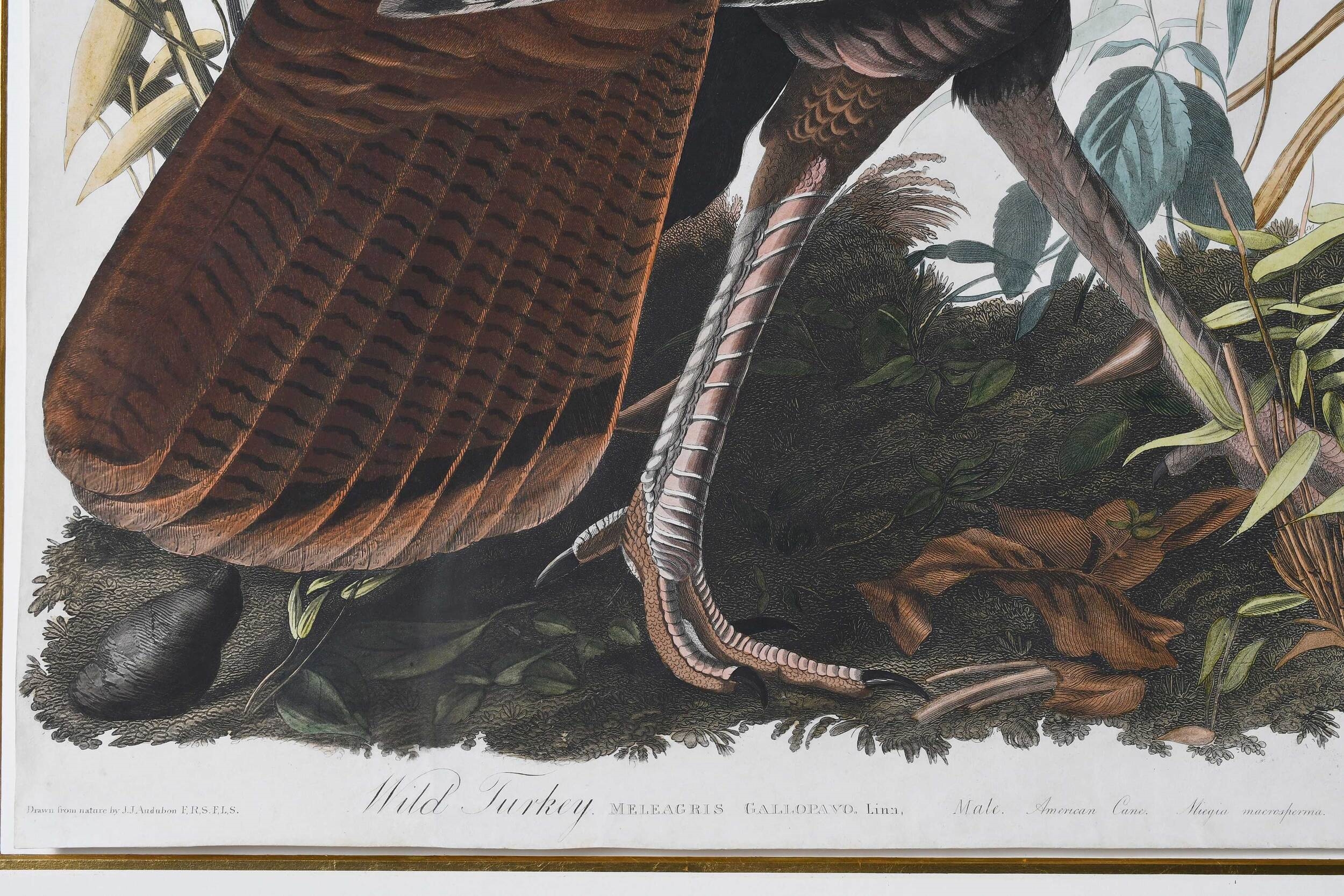 Artwork by John James Audubon, Wild Turkey, Meleagris Gallopavo. Linn, Male. American Cane. Miegia macrosperma, No.1 and Pl. 1 from The Birds of America, London, 1827-1838, Made of hand colored engraving with etching and aquatint on paper