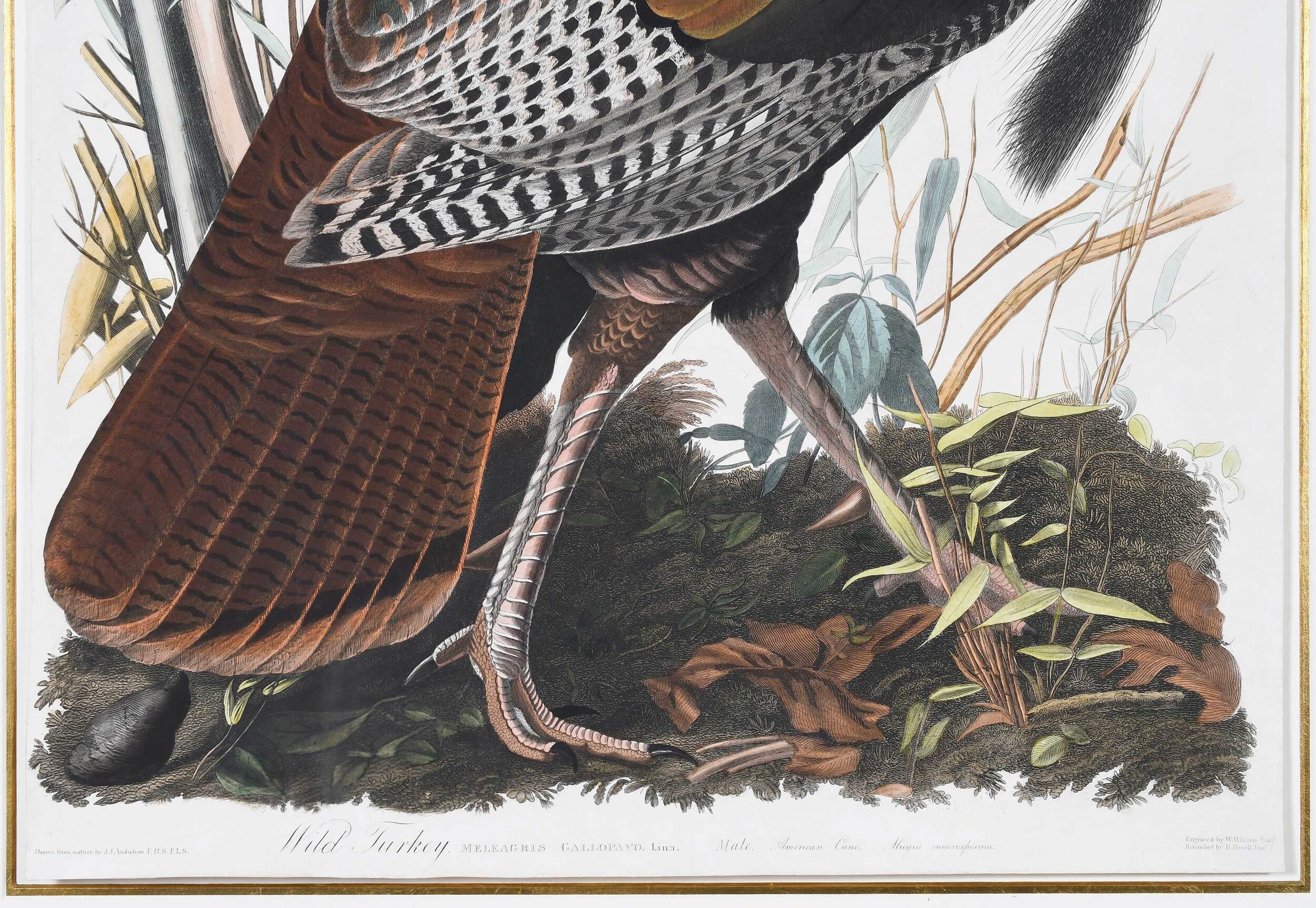 Artwork by John James Audubon, Wild Turkey, Meleagris Gallopavo. Linn, Male. American Cane. Miegia macrosperma, No.1 and Pl. 1 from The Birds of America, London, 1827-1838, Made of hand colored engraving with etching and aquatint on paper