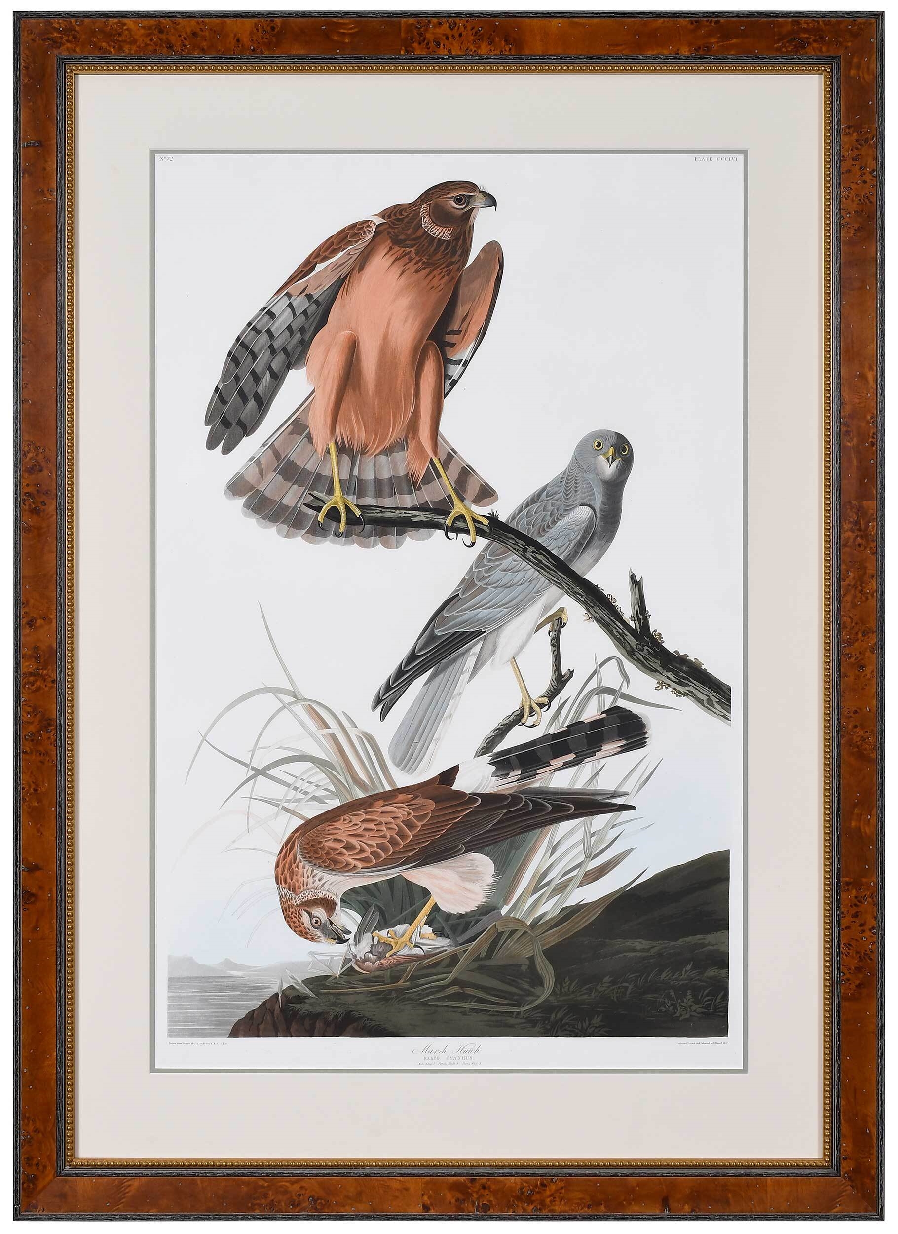 Marsh Hawk by John James Audubon, 1837