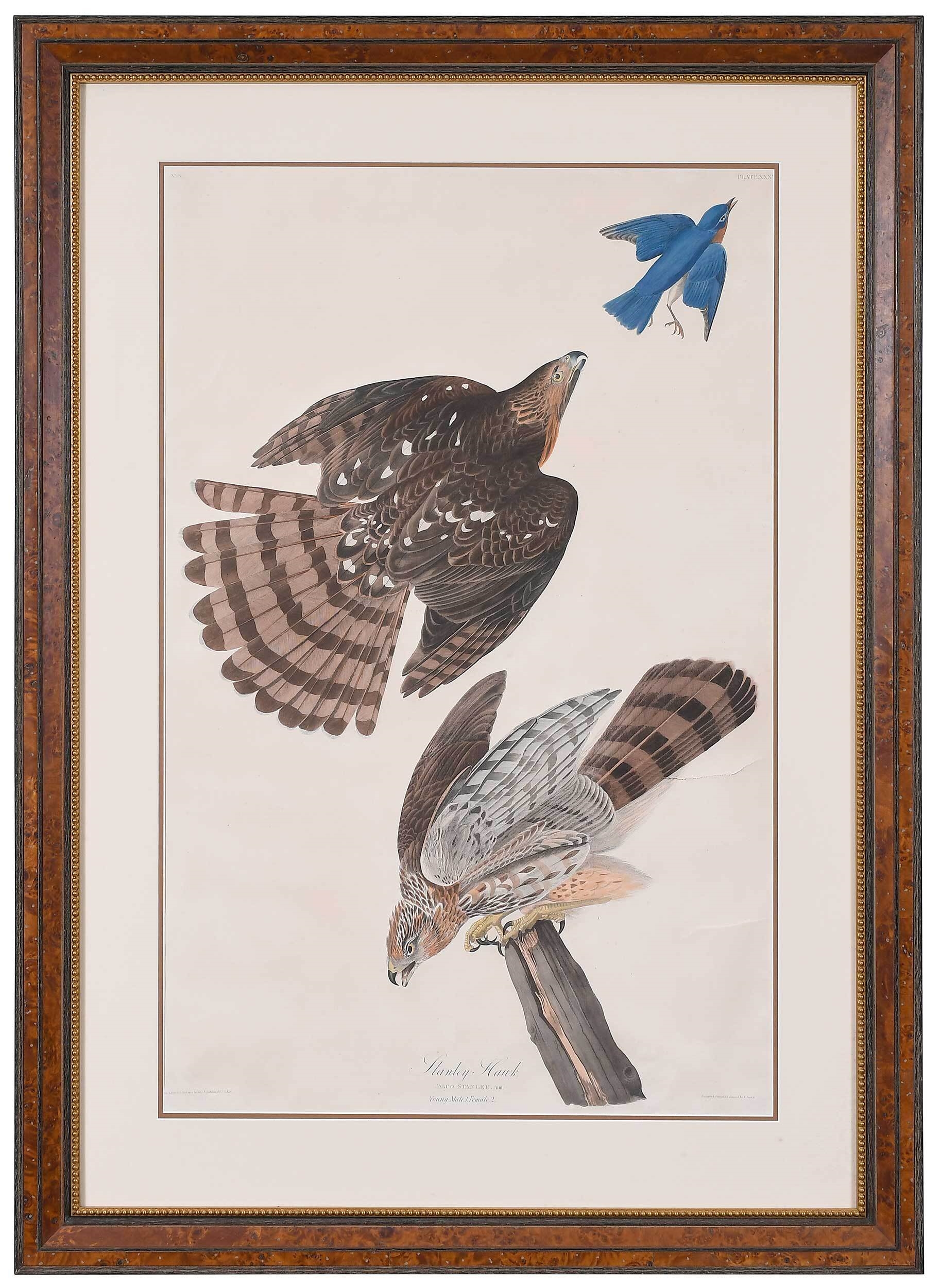 Stanley Hawk by John James Audubon, 1836