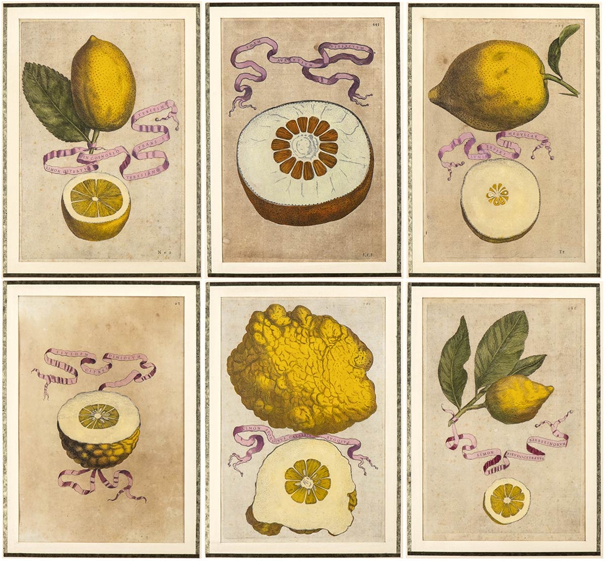 Artwork by Giovanni Battista Ferrari, "Hesperides Sive de Malorum Aureorum Cultura et Usu Libras Quatuor" with lemon studies, Made of Engravings on watermarked paper