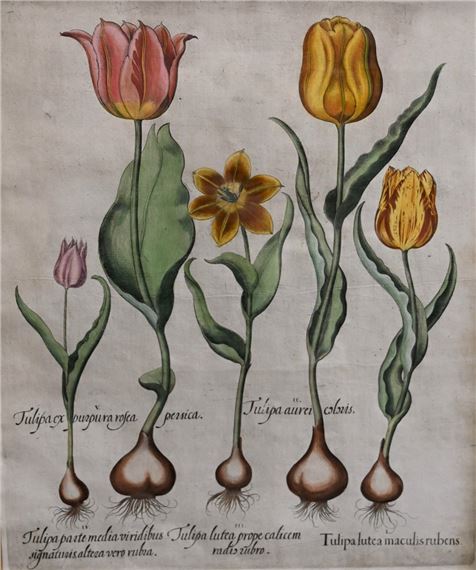 Tulipaex Purpura Rosea Persica (Tulips) by Basilius Besler, circa 1613