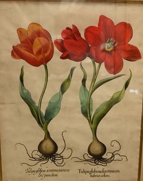 Tulipa Globosa Serotina Aurico Lou Punctulata by Basilius Besler, circa 1613