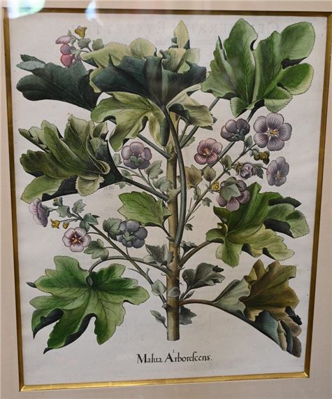 Malau Arborescens by Basilius Besler, circa 1613