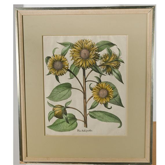 Flos solis prolifer; I. Melocactos. II. Rosa Hiericontea aperta. III. Rosa Hiericontea conclusa by Basilius Besler, Circa 1640