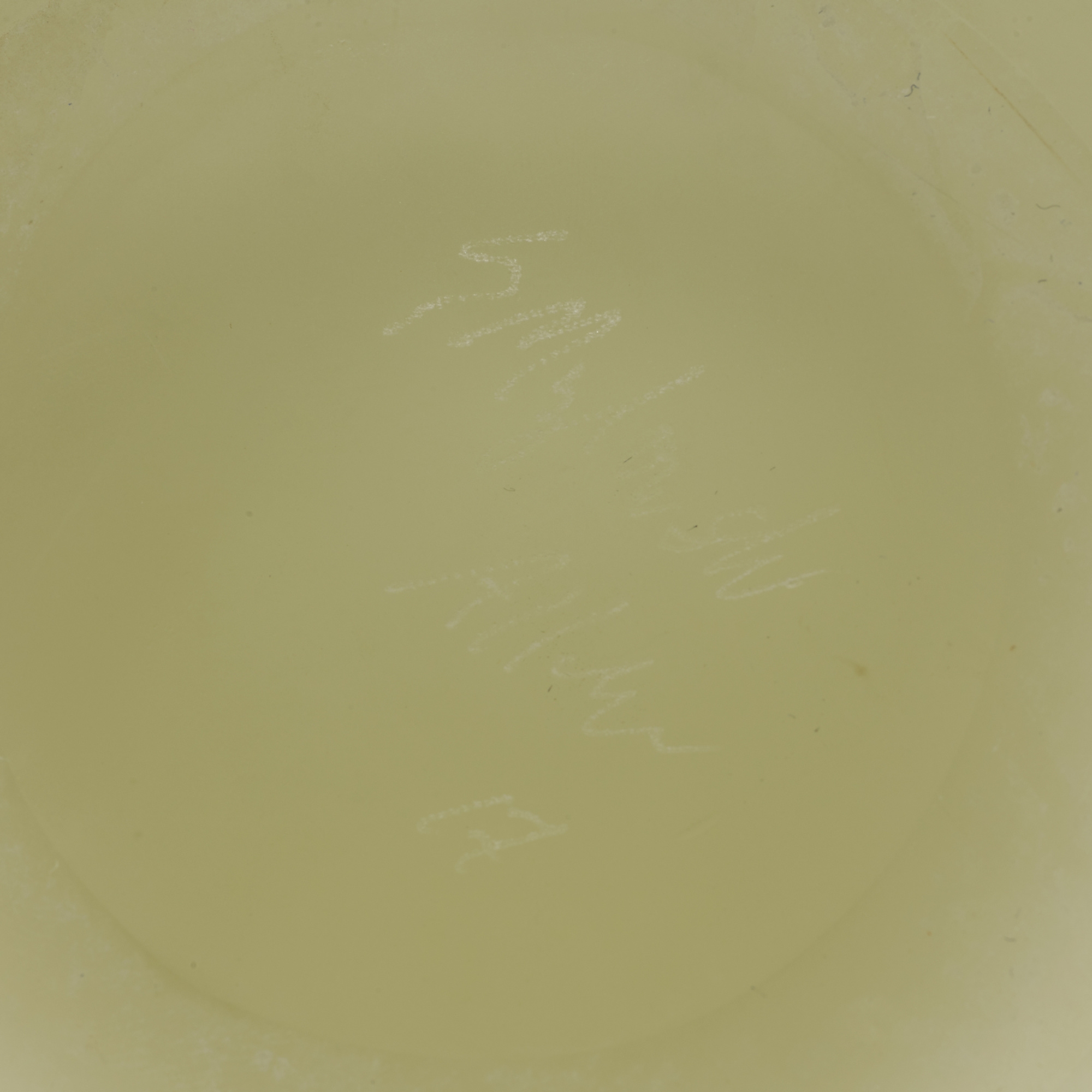 Shelley Muzylowski Allen Ivory Horse Netsuke Pot (2017) MutualArt