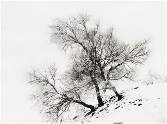 Hoar Frost; Untitled (Tree Study); White Birch Mount Royal Park, Hoarfrost; Study Hoarfrost Xmas, Mount Royal Park - Alexander Henderson