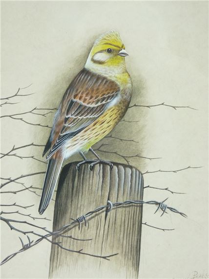 A yellow hammer on a fence post by Eric Peake