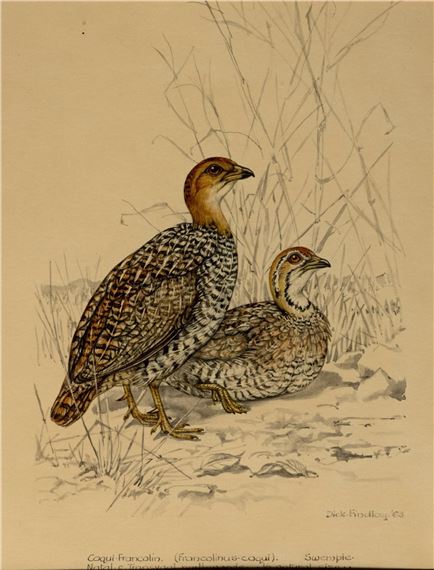 EIGHT WATERCOLOURS OF GAME BIRDS by Dick Findlay, 1960