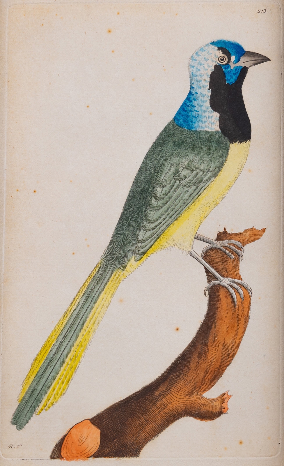 Frederick Polydore Nodder | A Set of Four Hand-Colored Orinithological ...