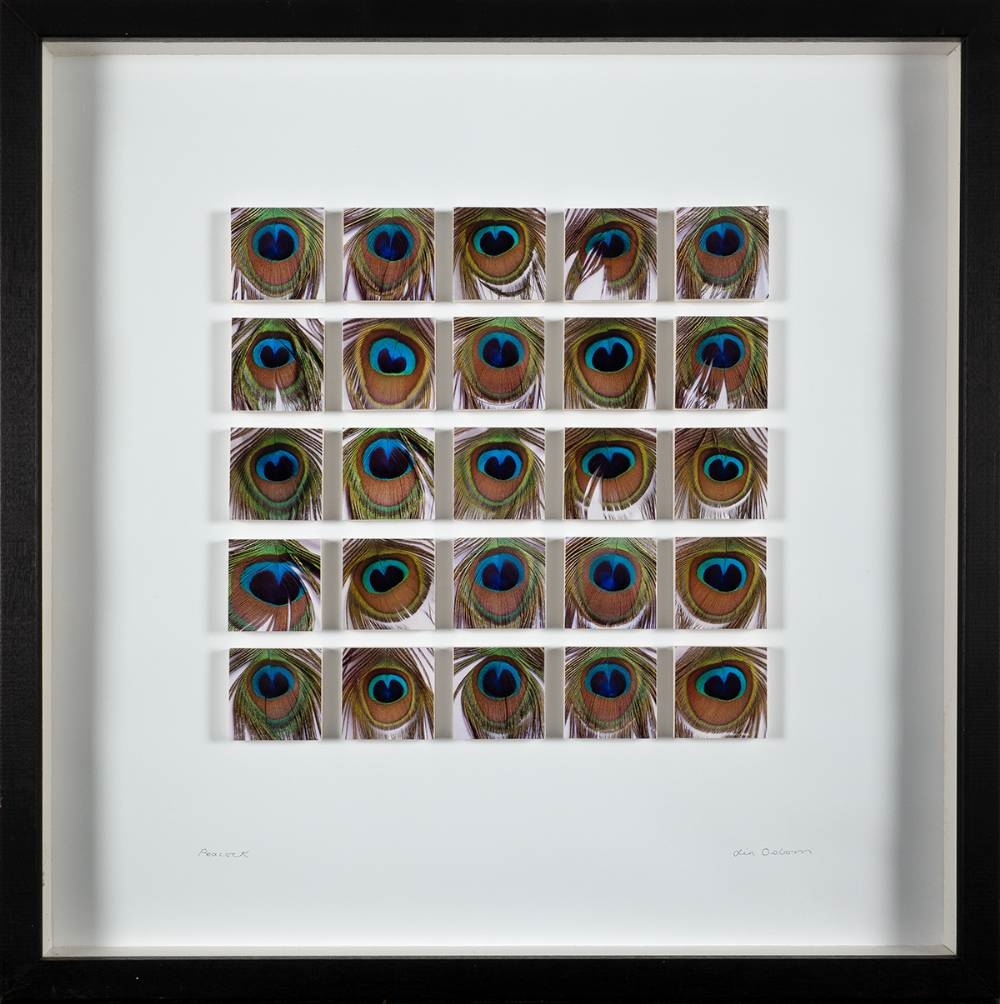 Lin Osborn | PEACOCK | MutualArt